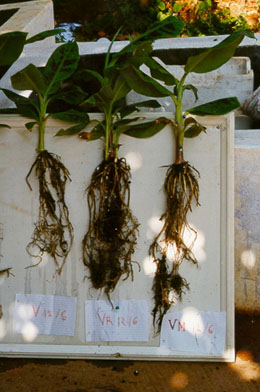 Banana plants grown with (left) and without (right) mycorrhiza