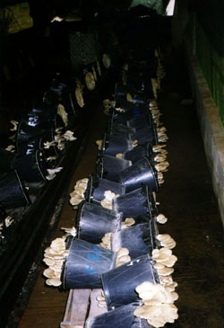 The final stage of mushroom production