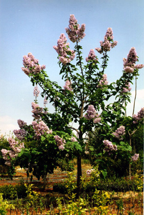 An ornamental Paulownia in bloom