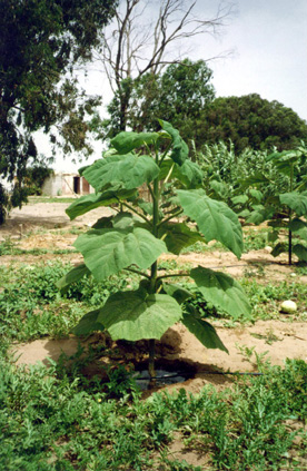 A young Paulownia tree