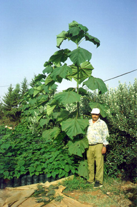 A two month old Paulownia tree