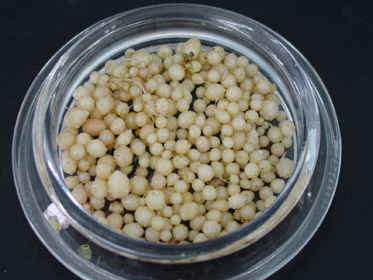 Potato microtubers produced in the tissue culture lab