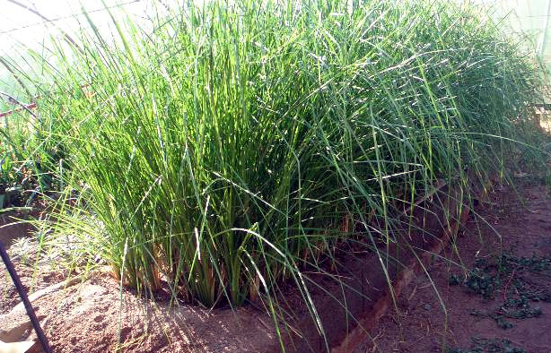 Three month old vetiver growing hydroponics bed